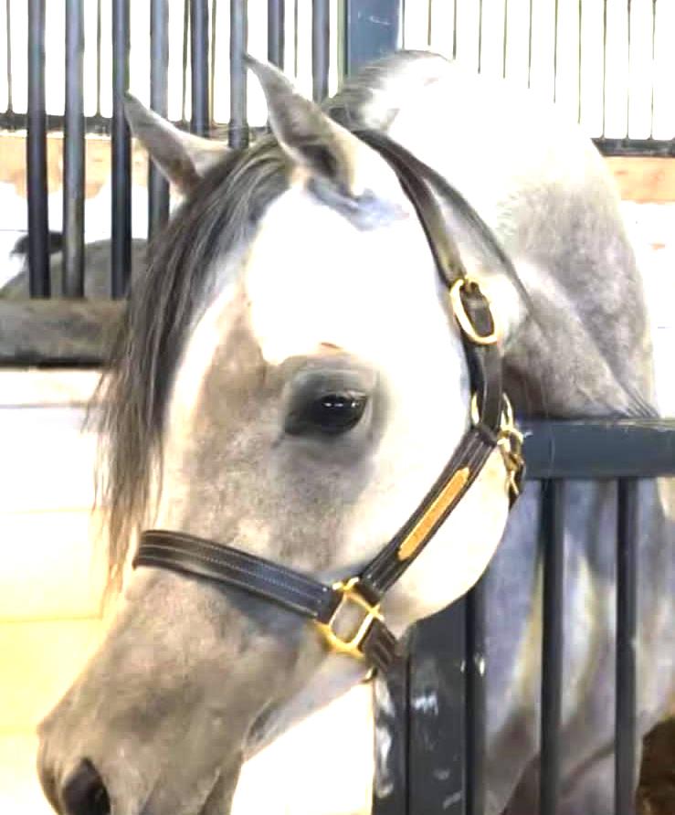 Leather Plate Halter